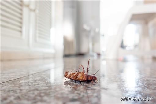 驱除蟑螂的小妙招，如何驱蟑螂妙招（灭蟑螂用什么方法效果最好）