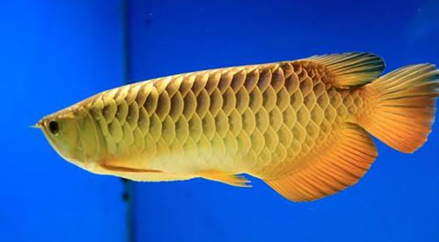 高背红尾金龙鱼，高背金龙鱼的简介-高背金龙鱼的配对方法（鱼友当自强——学会辨识金龙品种和泡药鱼）