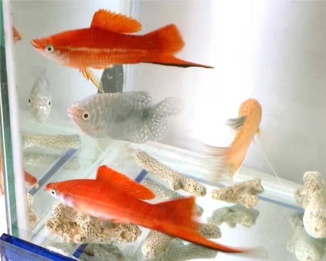 热带鱼的养殖方法和注意事项，斗鱼的养殖方法和注意事项（饲养小型热带观赏鱼有哪些注意事项）