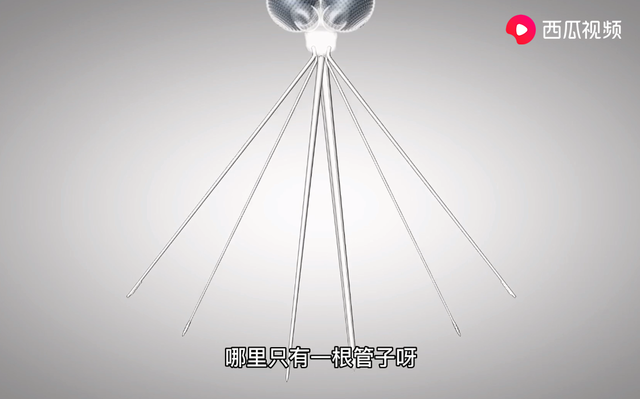 水蚊子咬人吗，打死一只蚊子判几年（西瓜视频给你科普夏天宿敌）