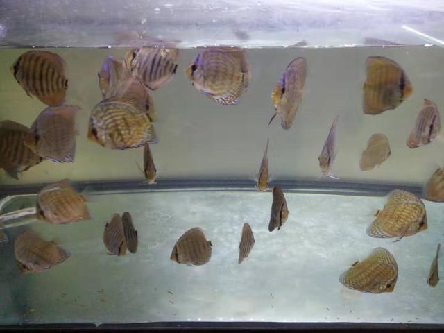 龙鱼水温多少合适，饲养银龙鱼的水温多少合适（新到的观赏鱼入缸水温定在多少度比较恰当）