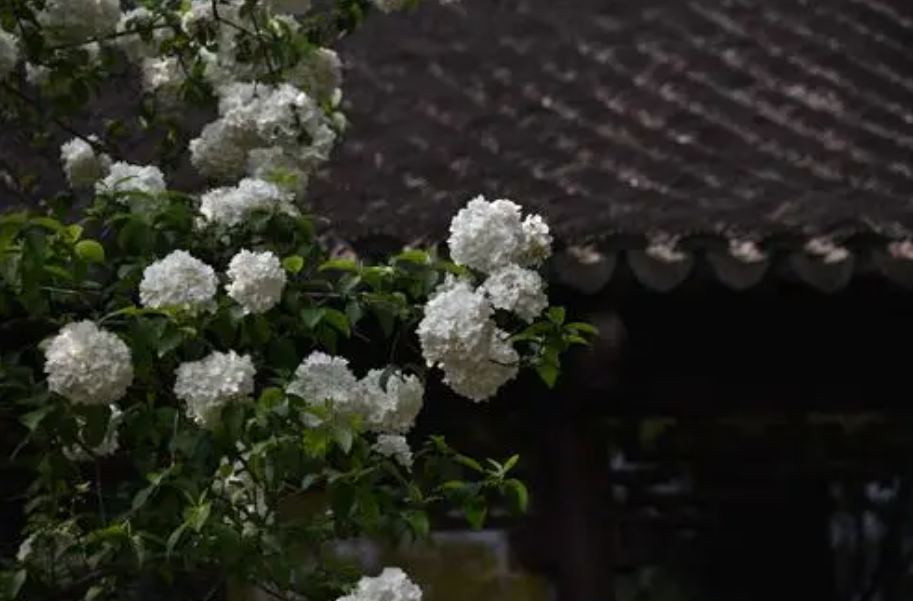 绣球花有毒吗，绣球花有毒吗 适合在卧室养吗（老人说不吉利）