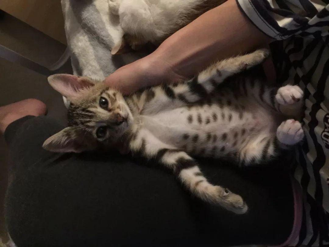 猫咪爱咬人怎么办(猫咪抓人咬人屡教不改怎么办)