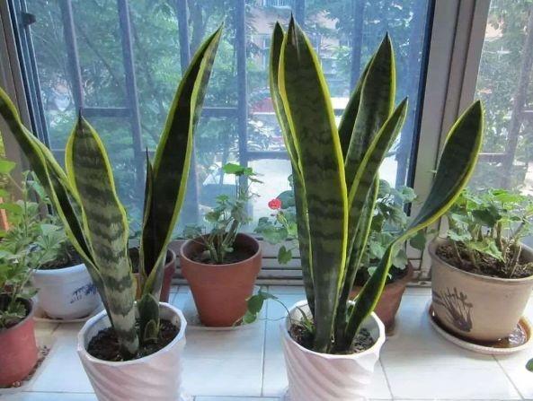 虎皮兰可以水培吗，虎皮兰能水培吗（插到水里就爆芽）