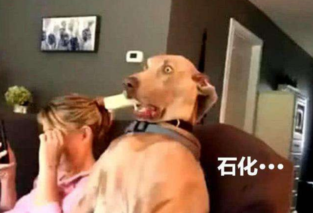 狗狗都害怕什么，狗狗害怕什么气味（这6种声音，狗狗一听就害怕）
