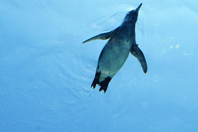 企鹅只生活在南极吗，企鹅只生活在南极吗（当年放养北极的69只企鹅）