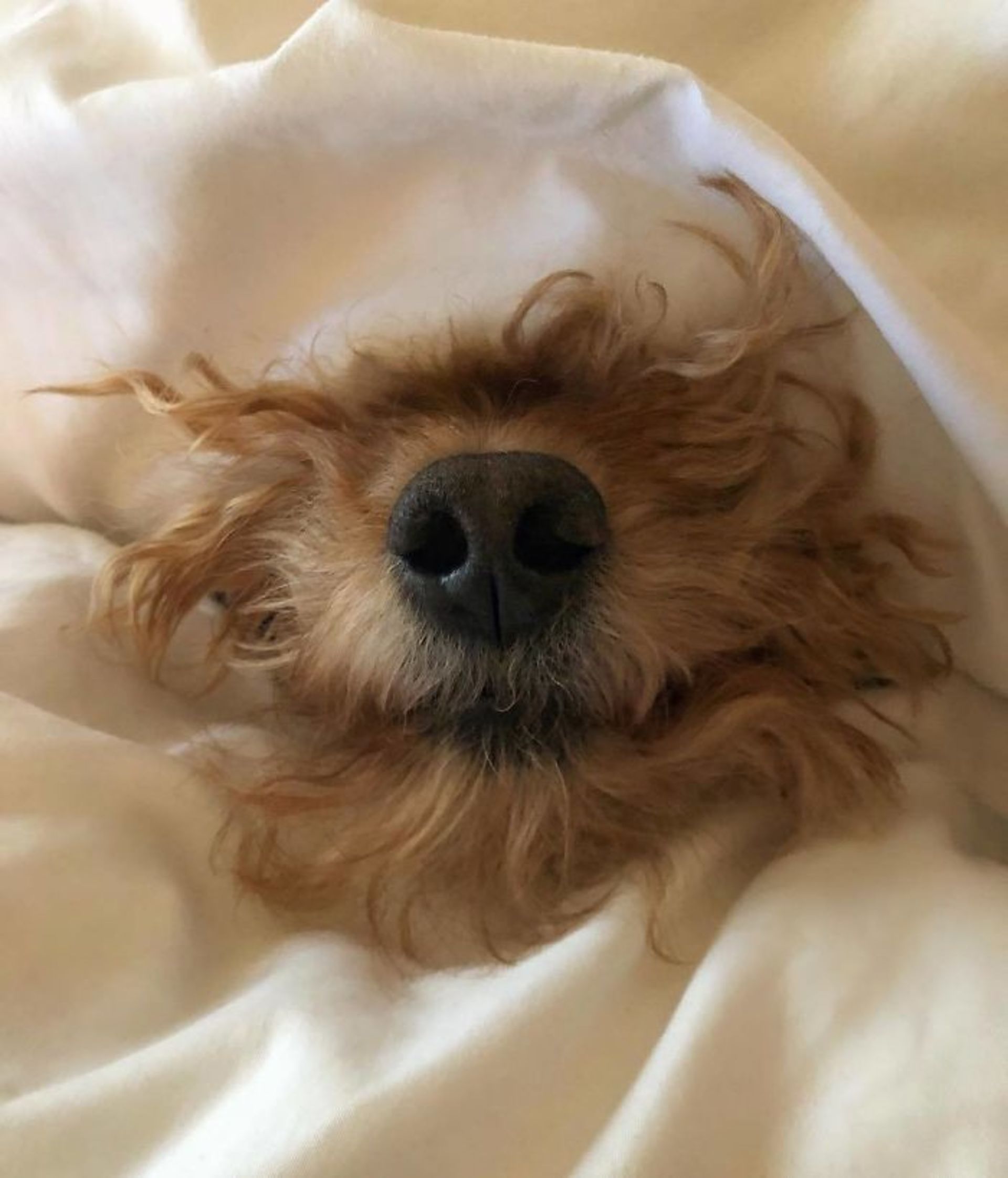 金毛长什么样子的图片,30张金毛卷毛狗的可爱照片-相术-荣耀易学