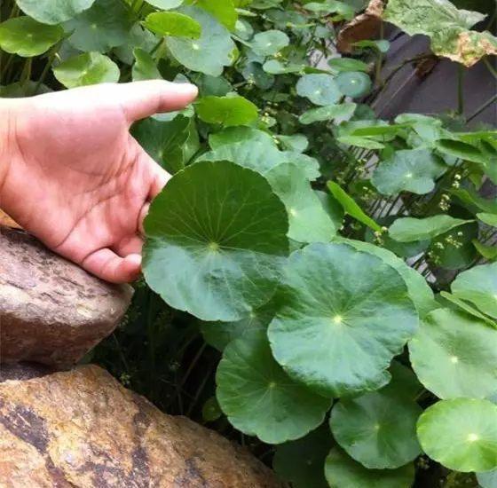 铜钱草，财源滚滚来你家（铜钱草的养殖方法和注意事项）