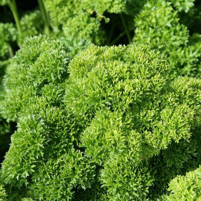 法香是什么菜，法香是香菜吗（这12种香料盆栽）