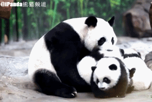 哺乳动物有哪些，世界上哺乳类动物有哪些（哺乳类动物和图片）