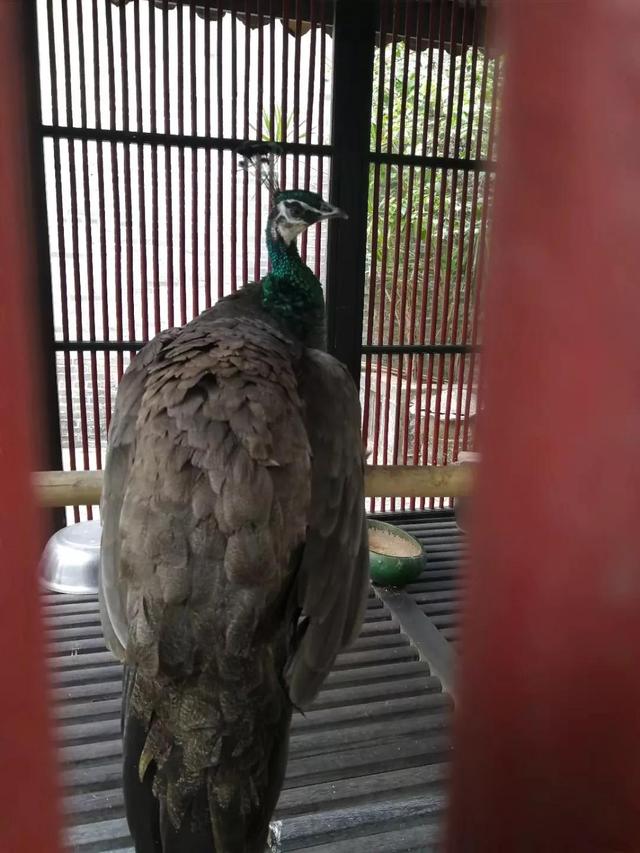 番禺有什么好玩的地方，番禺有什么好玩的（广州番禺旅游攻略<C篇>）