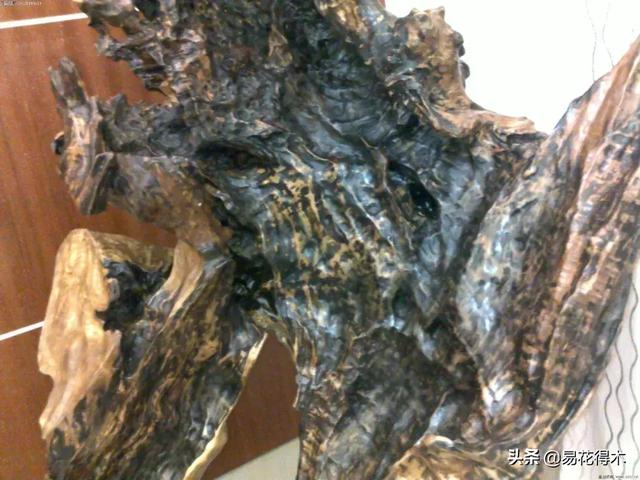 关于坡垒介绍，水坡垒和油坡垒有什么区别（国家一级濒危珍稀植物：坡垒）