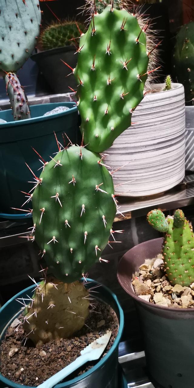 适合家里养的花，家里客厅适合养什么花（养在室内提升气质）