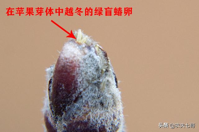 繁缕（繁缕草图片），鹅肠草保水保肥改良土壤（野草繁缕的图片）