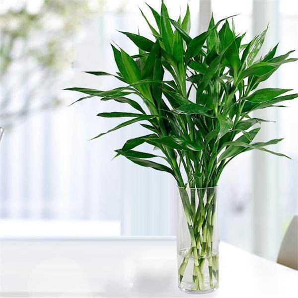 富贵竹养殖的方法，富贵竹的养殖方法水培（只“加”水不“换”）