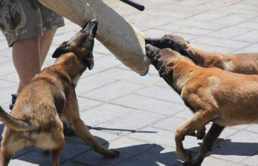 养马犬的十大坏处，养马犬的十大优缺点（为什么大家都不太敢养“马犬”）