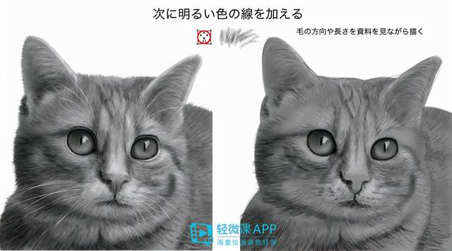 7步教你学会画老虎，7步教你学会画老虎视频（动物简单画法技巧）