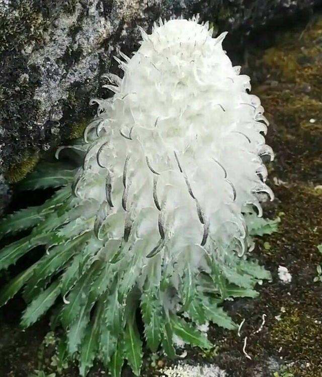 金达莱花中国叫什么花，金达莱花的由来（野外看到4种植物）