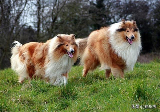 小狗喜欢吃猫粮不吃狗粮怎么办，狗不吃狗粮只吃猫粮怎么办（狗狗挑食不用怕）