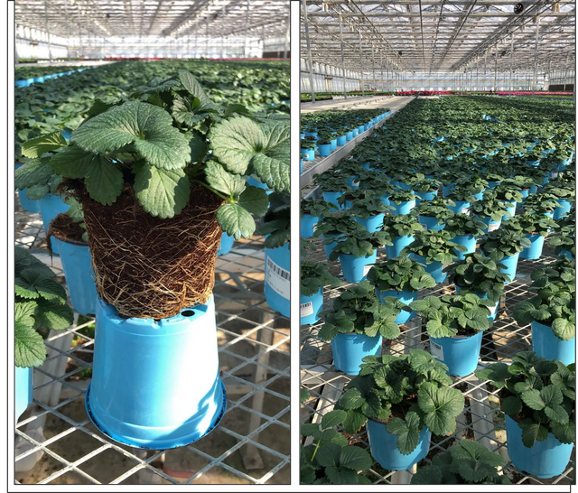 草莓品种介绍，适合南方种植的草莓品种（易养易爆盆）