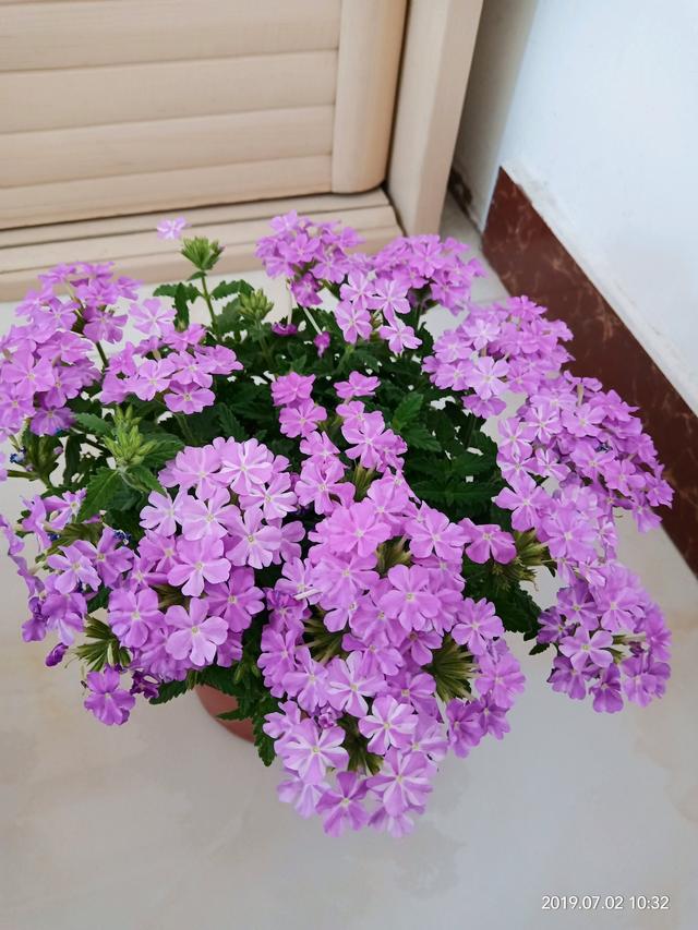 马鞭草花期多久，马鞭草生长期多少天（此种盆栽植物）