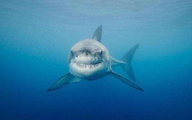 招头肉是什么，眼头红色的肉是什么（动物的那些秘密1）