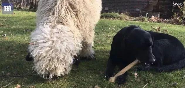 超可爱小羊羊，小羊太可爱了（却偏偏以为自己是条狗图片）