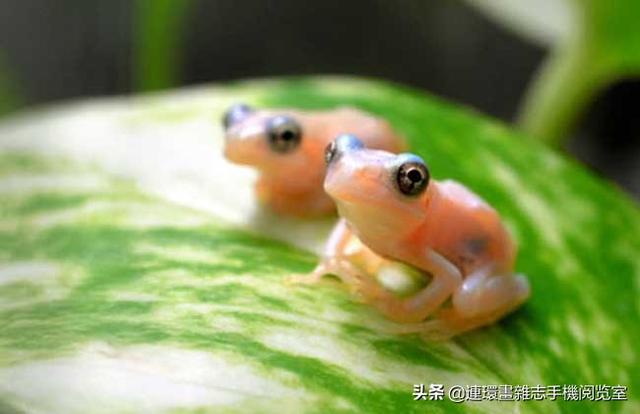 比较常见的青蛙种类，青蛙种类图片大全