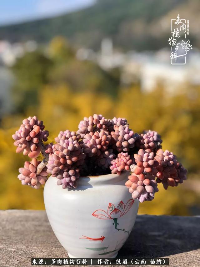 很丧很失望——低眉.，皱着眉头哭丧（陪你度过寒冷的圣诞平安夜图片）