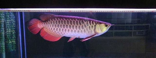 高背红尾金龙鱼，高背金龙鱼的简介-高背金龙鱼的配对方法（鱼友当自强——学会辨识金龙品种和泡药鱼）