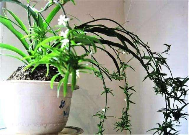 吊兰可以晒太阳吗，吊兰要不要晒太阳（春天养吊兰是“多”晒太阳好）