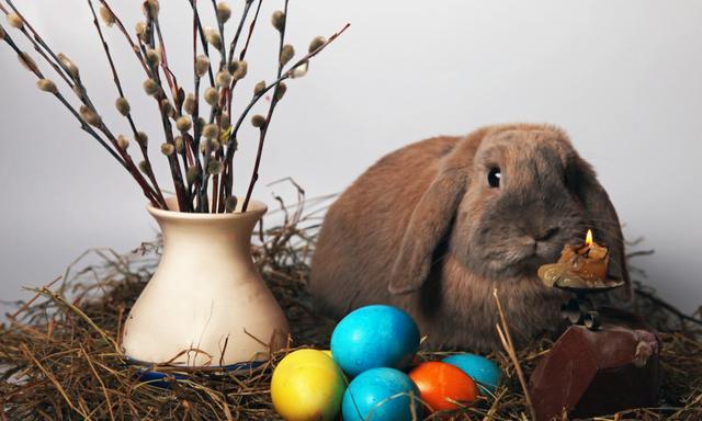 easter什么意思，easter的意思（给孩子讲的复活节故事）