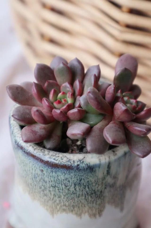 丸叶松绿怎么养，丸叶松绿的叶子可用来繁殖吗（养多肉，记名字，预防老年痴呆）