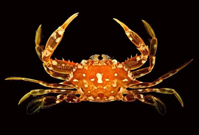 梭子是什么样的，梭子是啥玩意儿（生物相册•散落全世界的远亲）