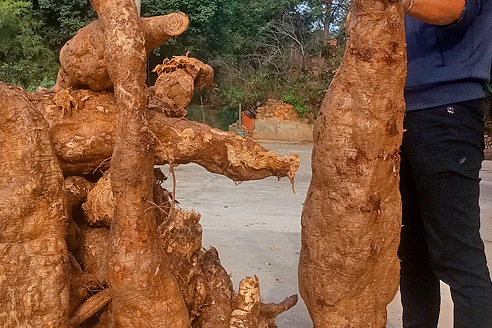 本草图经作者是谁，《本草图经》的作者（芎藭 蘼蕪 藁本）