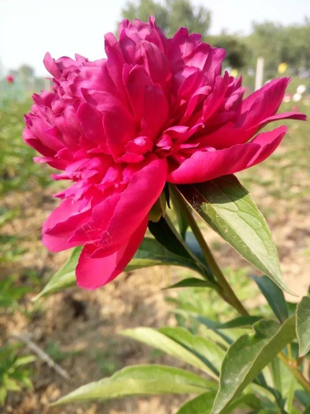 芍药不开花的解决办法，芍药一直不开花怎么办（开花个个比拳头大）