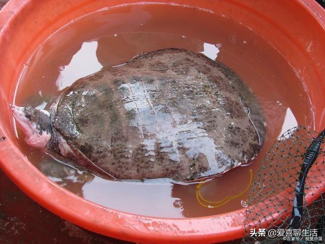 甲鱼怎么做才好吃，活甲鱼怎么处理好吃（跟饭店大厨学一招）
