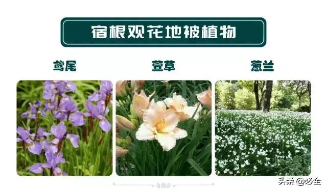 非洲茉莉，这些知识你是否具备（非洲茉莉花图片）