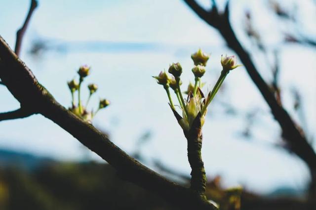花柄花梗茎的区别，花梗和花茎的区别（一树一树的花花花花花花开）