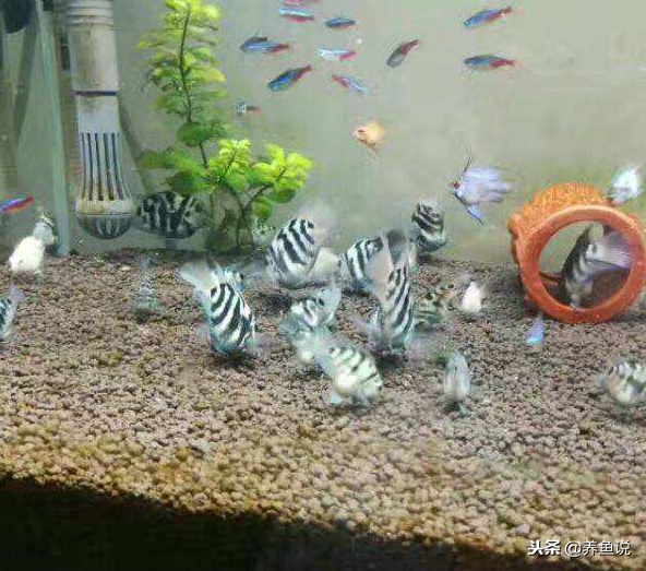 鹦鹉鱼的喂养方法，鹦鹉鱼的喂养方法和技巧（迷你鹦鹉鱼饲养繁殖全攻略在这儿）