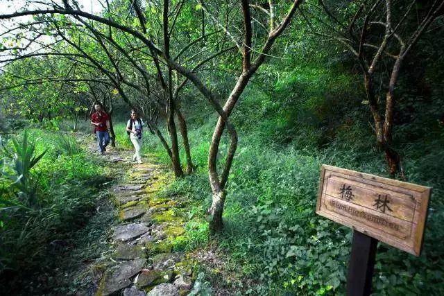 云浮天露山风景区好玩吗，广州出发自驾2h