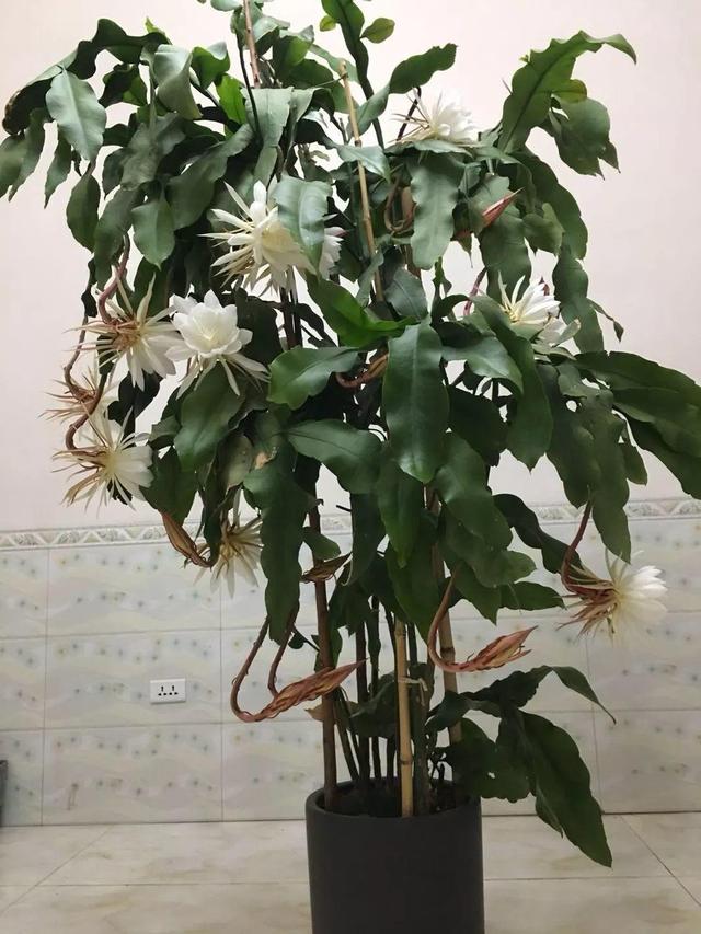 昙花的养殖方法，大叶昙花的养殖方法（嗖嗖开花拦不住）