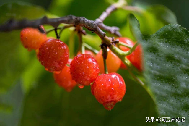 樱桃树的修剪方法，樱桃树栽培技术常用修剪方法（不是随意剪掉任何1个枝条）