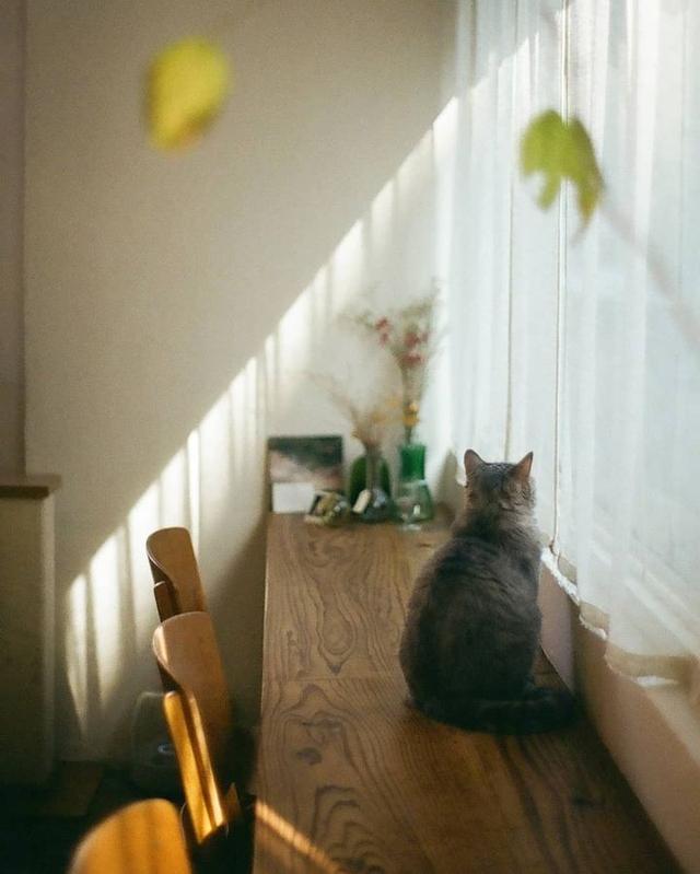 美好阳光且干净的女生头像  星空迷上了山野微信，美好阳光且干净的女生头像  星空迷上了山野，有雾有灯也有归人。（有哪些好看非人物的头像）