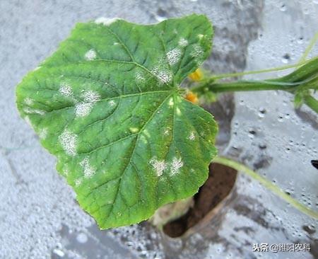 乙酸甲酯结构简式，对早疫病、白粉病、叶斑病特效