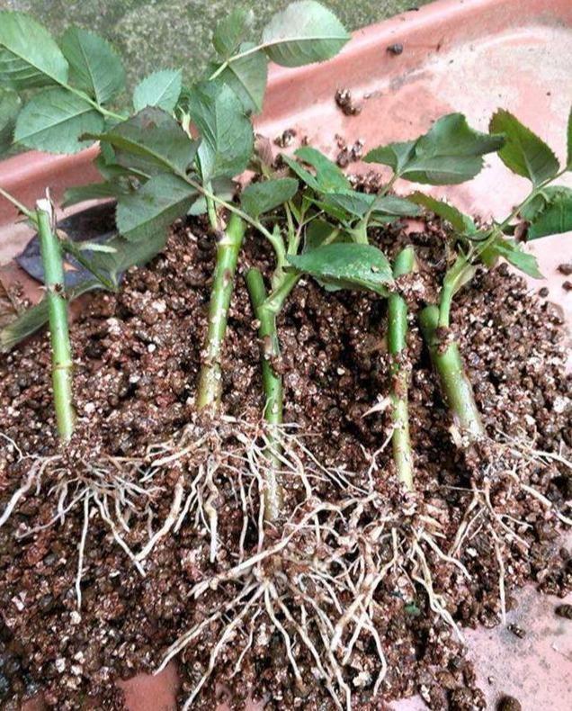 月季扦插多久生根，扦插月季多久生根（扦插月季别“手贱”）