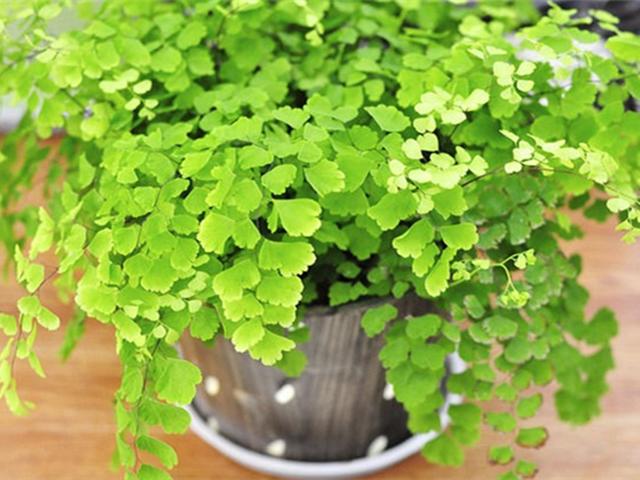 在家庭里养好铁线蕨的，铁线蕨养在家里好吗（这种盆栽不但可以监测空气质量）