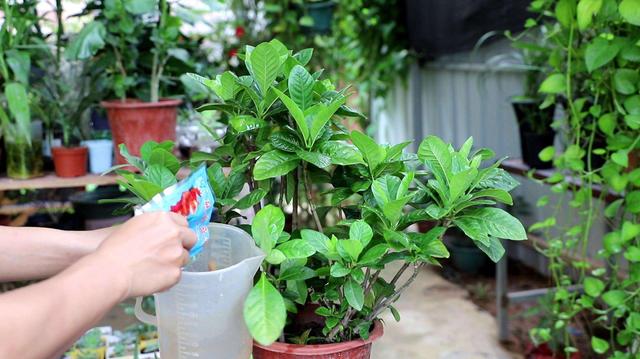 各种植物浇水的正确方法，植物该如何正确浇水（浇水兑点“小料”）