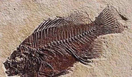 遗迹化石是指什么，属于遗迹化石的是什么（何谓化石？有什么价值）