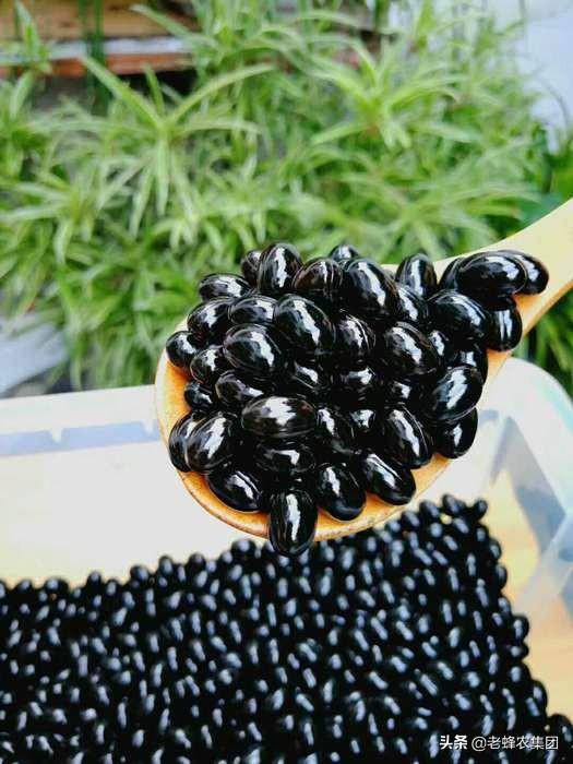 蜂胶是什么东西，蜂胶什么样子（蜂胶到底是个什么东西）